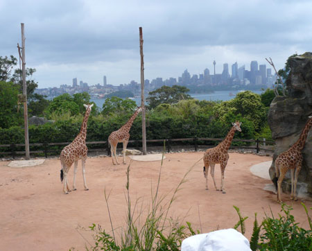 ごるスタ　桝井映里のゴルフコラム